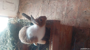 De vânzare  - imagine 2