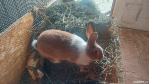 De vânzare  - imagine 4