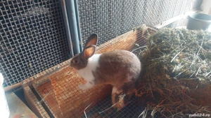 De vânzare  - imagine 5