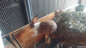 De vânzare  - imagine 3