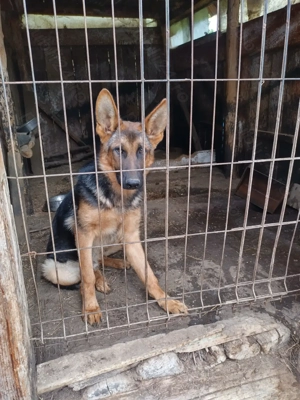 Mascul Ciobanesc german  - imagine 4