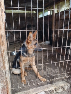 Mascul Ciobanesc german  - imagine 3