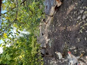 Vand casa Draganesti Jud Galați , 160m, teren 1750m cu livada de pruni și alte specii . - imagine 9