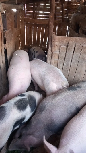 Vand porci 100-160kg, pret bun