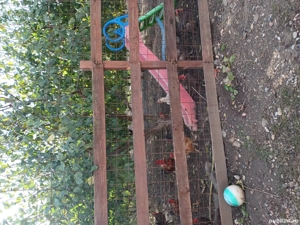 Vand casa Draganesti Jud Galați , 160m, teren 1750m cu livada de pruni și alte specii . - imagine 10