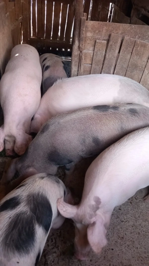 Vand porci 100-160kg, pret bun - imagine 2