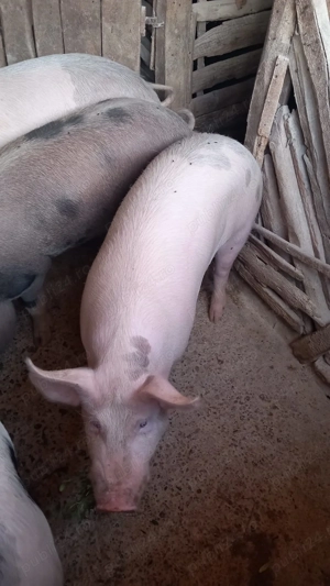 Vand porci 100-160kg, pret bun - imagine 3