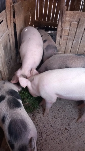 Vand porci 100-160kg, pret bun - imagine 4