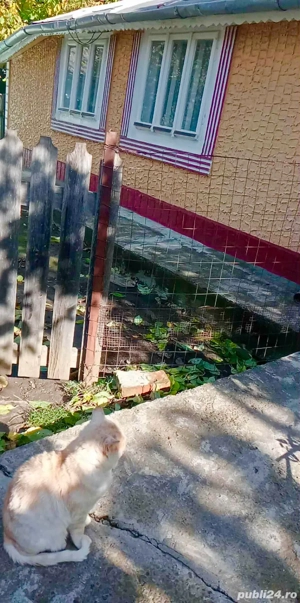   ANUNȚ! Casă și teren de vânzare   ! - imagine 5