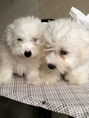 Bishon maltez 3 luni