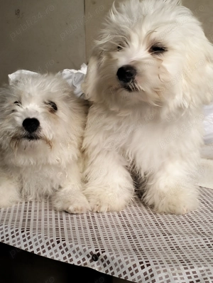 Bishon maltez 3 luni - imagine 2