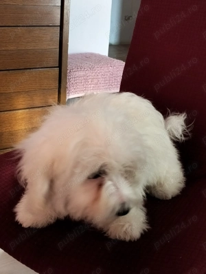 Bishon maltez 3 luni - imagine 4