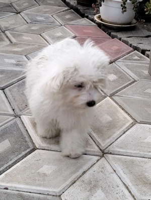 Bishon maltez 3 luni - imagine 3