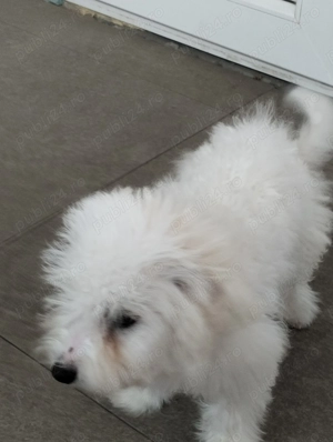 Bishon maltez 3 luni - imagine 5