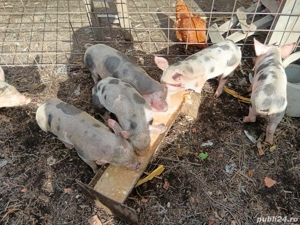 porci si purcei de vânzare 