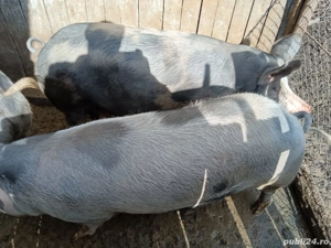 porci si purcei de vânzare  - imagine 4 porci si purcei de vânzare  - imagine 4