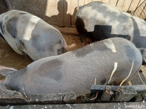 porci si purcei de vânzare  - imagine 5 porci si purcei de vânzare  - imagine 5