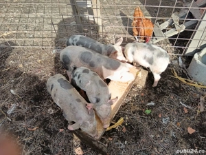porci si purcei de vânzare  - imagine 2 porci si purcei de vânzare  - imagine 2