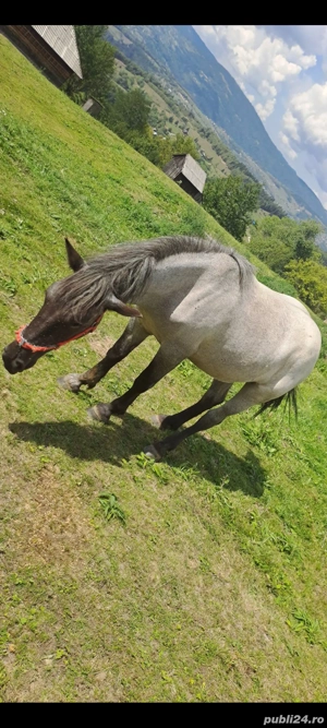 Vand cai - imagine 3