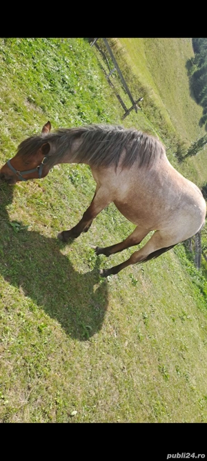 Vand cai - imagine 4