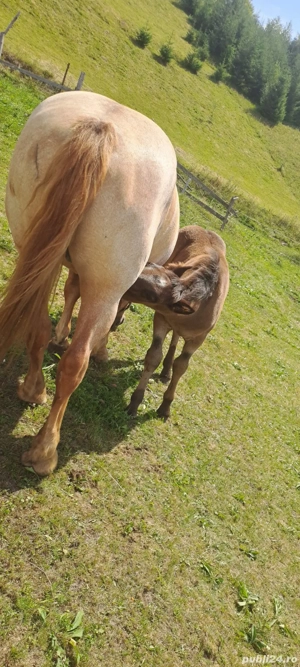 Vand cai - imagine 2