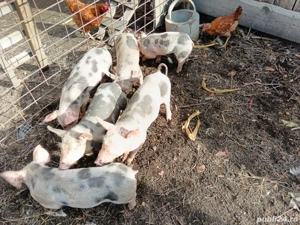 porci si purcei de vânzare  - imagine 3 porci si purcei de vânzare  - imagine 3