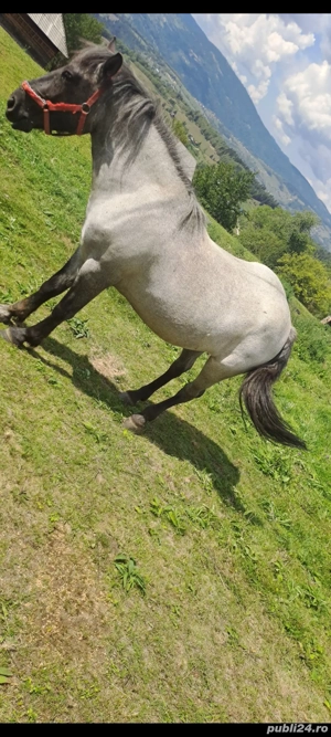 Vand cai - imagine 5