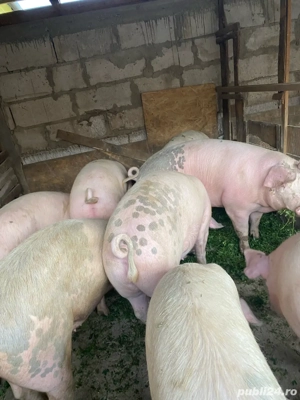 Porci de vanzare - imagine 4