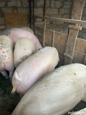 Porci de vanzare - imagine 2
