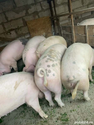 Porci de vanzare - imagine 3
