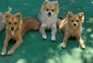 Donez pomeranian șpitznu sunt pomeranian mini