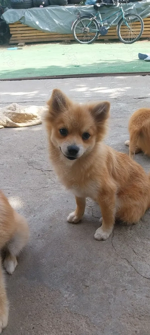 DONEZ Pomeranian șpitz nu sunt pomeranian mini - imagine 3