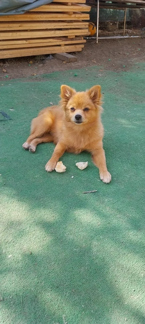 DONEZ Pomeranian șpitz nu sunt pomeranian mini - imagine 4