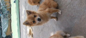 Donez pomeranian șpitznu sunt pomeranian mini - imagine 2