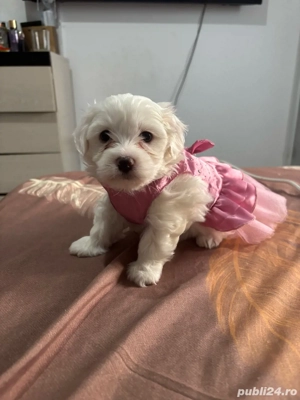 puiuți bichon  - imagine 5 puiuți bichon  - imagine 5