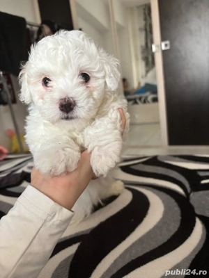 puiuți bichon  - imagine 4 puiuți bichon  - imagine 4