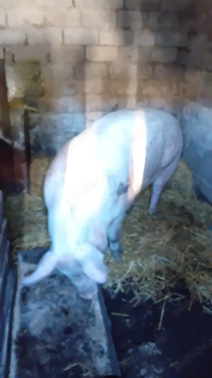 Vânzare porc 200-250 de kg,14 lei kg - imagine 5