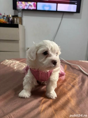 puiuți bichon  - imagine 2 puiuți bichon  - imagine 2
