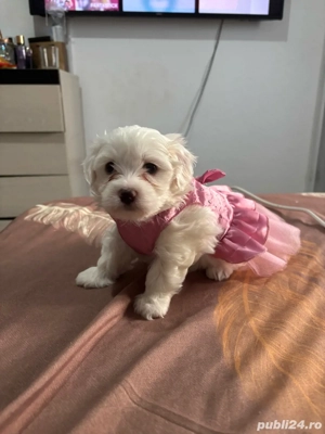 puiuți bichon  - imagine 3 puiuți bichon  - imagine 3