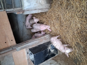 Vând schimb cu porc gras - imagine 2 Vând schimb cu porc gras - imagine 2