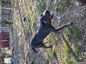 Vand caine Cane Corso PEDIGREE