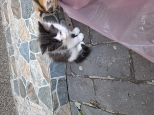 Motanei cauta Stapani iubitori! - imagine 5 Motanei cauta Stapani iubitori! - imagine 5