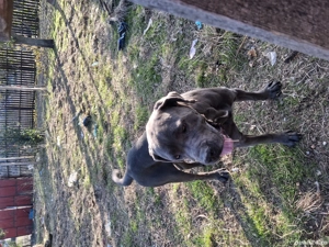 Vand caine Cane Corso PEDIGREE - imagine 3 Vand caine Cane Corso PEDIGREE - imagine 3