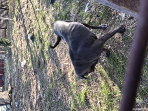 Vand caine Cane Corso PEDIGREE - imagine 2 Vand caine Cane Corso PEDIGREE - imagine 2