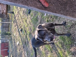 Vand caine Cane Corso PEDIGREE - imagine 4 Vand caine Cane Corso PEDIGREE - imagine 4