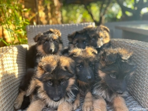 Puiuti ciobanesc german cu parul lung - imagine 4