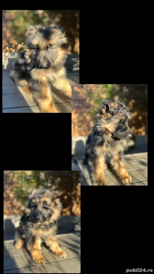 Puiuti ciobanesc german cu parul lung - imagine 2