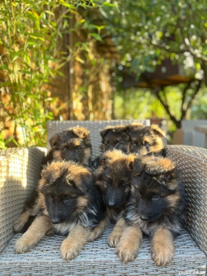 Puiuti ciobanesc german cu parul lung - imagine 5