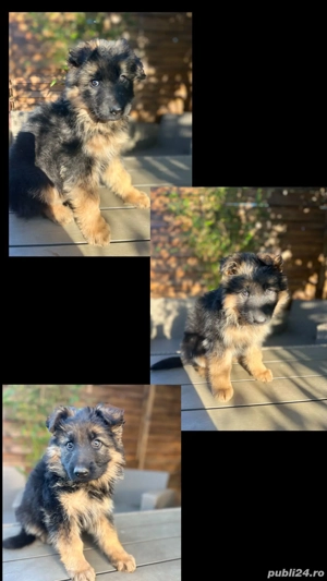 Puiuti ciobanesc german cu parul lung - imagine 3