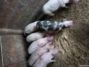 vand purcei - imagine 4 vand purcei - imagine 4